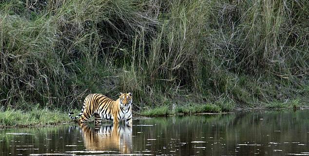 Tiger at Bandhavgarh