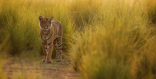 Tiger, Ranthambore