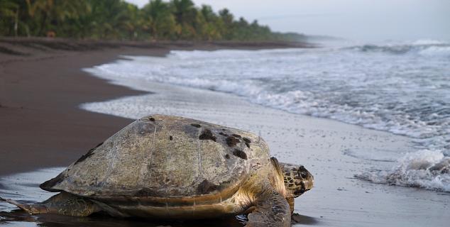 Tortuguero, Costa Rica