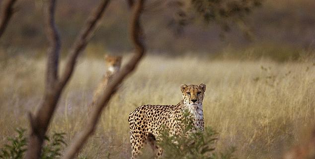 Tracking cheetah at Okonjima
