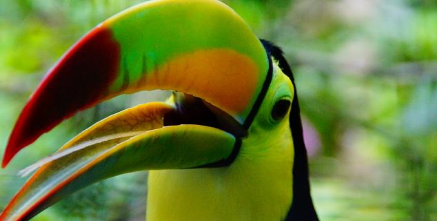 Tropical Toucan