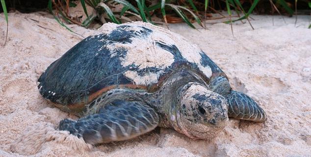 Turtles nesting
