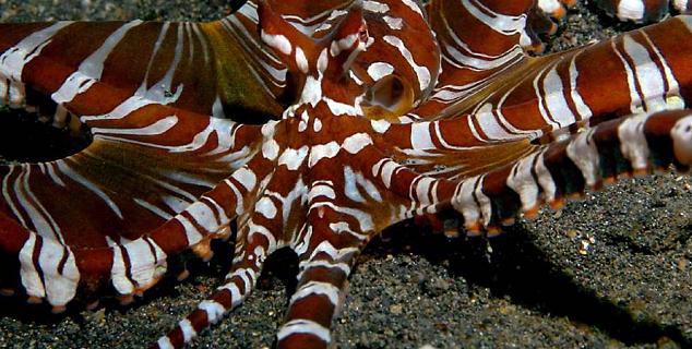 Very rare Wonderpus Octopus