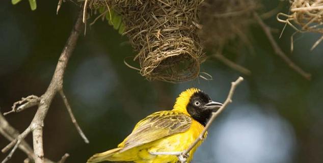 Weaver Bird
