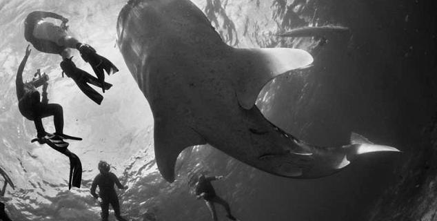 Whale Sharks
