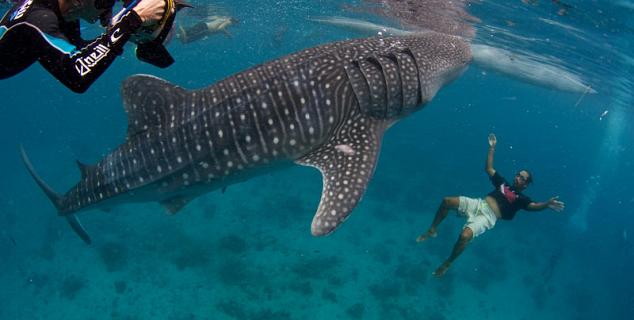 Whale Sharks