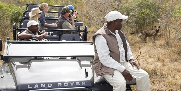 Wild Dog on game drive