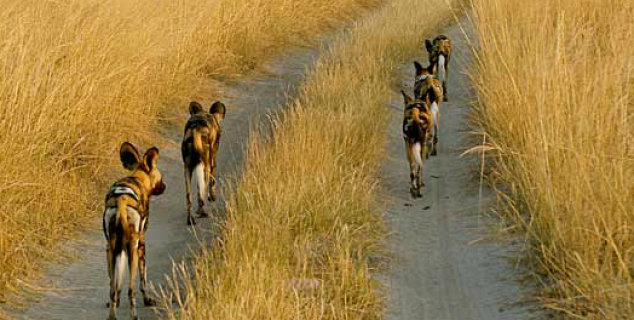 Wild dog pack at Lagoon Camp