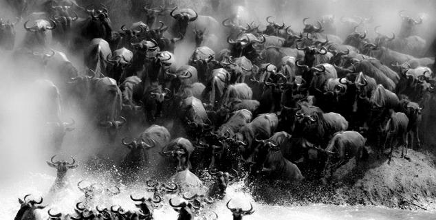 Wildebeest Migration, Mara River