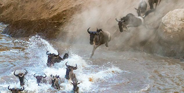 Wildebeest Migration, Masai Mara