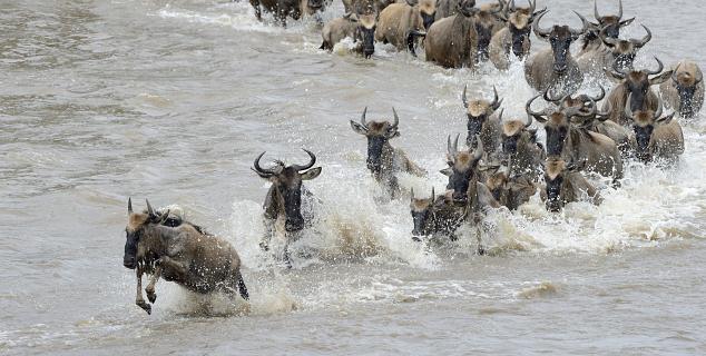 Wildebeest Migration