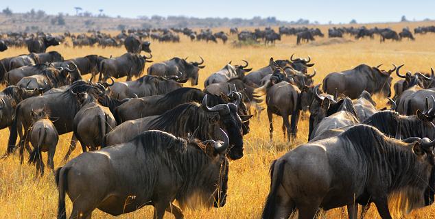 Wildebeest Migration