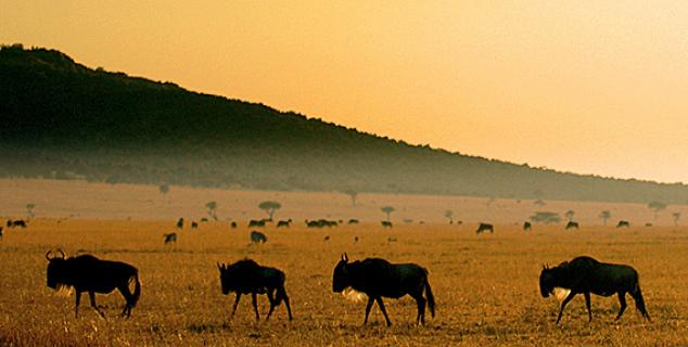 Wildebeest on the Masai Mara