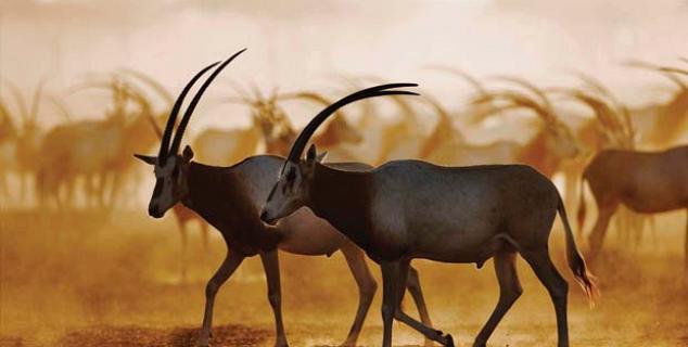 Wildlife on Sir Bani Yas