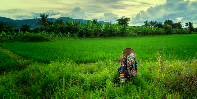 Working in the fields