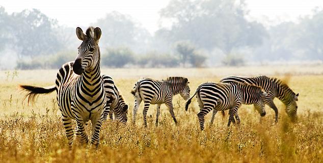 Zebra in the Serengeti