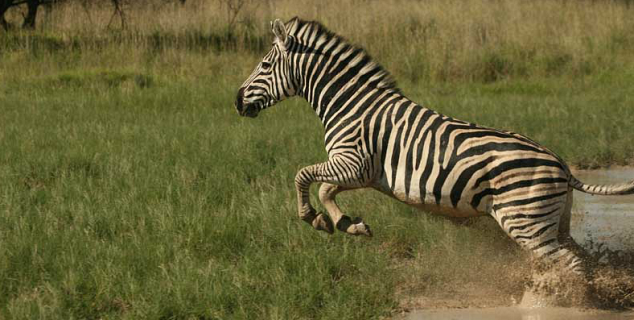 Zebra leaping